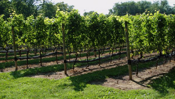 The Old Field Vineyard